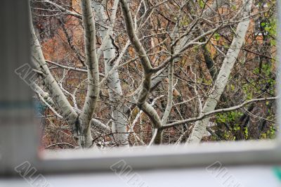 the view from the window