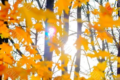 yellow leaves 