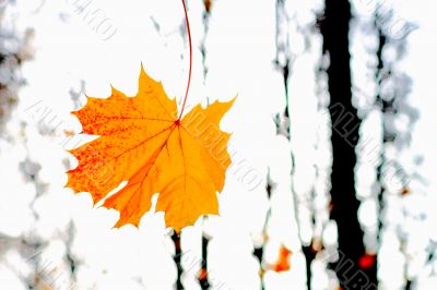 yellow leaves 