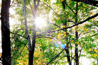 Autumn in the Park 