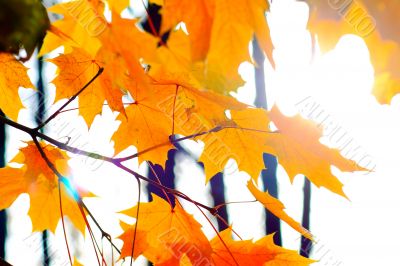 yellow leaves 
