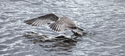 gray seagull the flying 