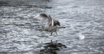 seagull the flying 