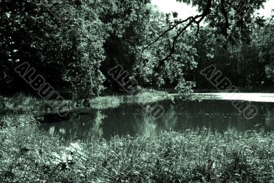 The pond