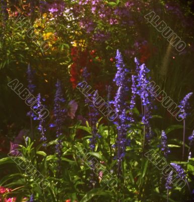 Dreamlike flowerbed