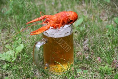 Red crawfish