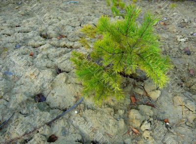 Small pine on a background of white clay. 