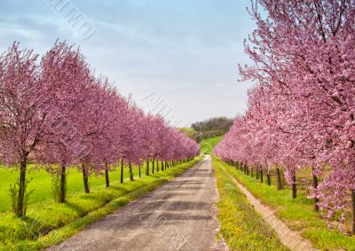 Peach flowers