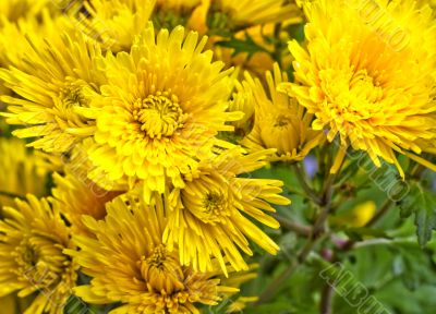 Chrysanthemums