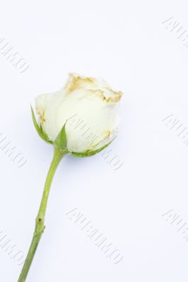 Beautiful white rose