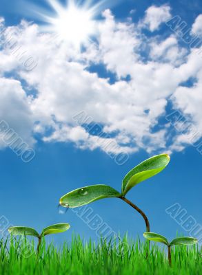 Water Spout on Plant