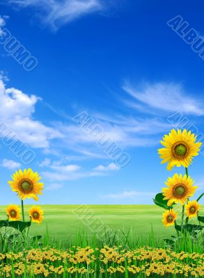 Big meadow of sunflowers. Design of nature