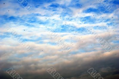 Swarm of birds