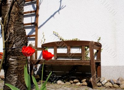 Red tulips