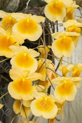 yellow orchids