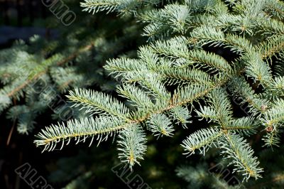 pine close up