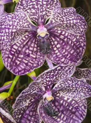 vanda coerulea