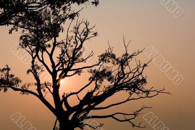tree silhouette