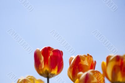 tulips in the sky