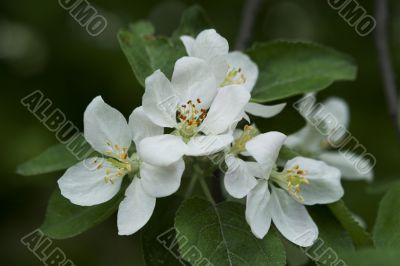 white apple blossoms