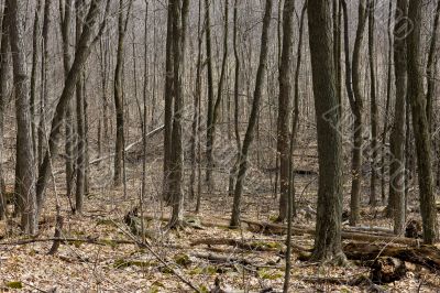 trees with no leaves