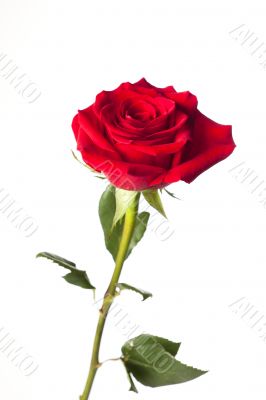 red rose upright