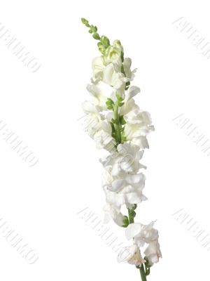white flowers
