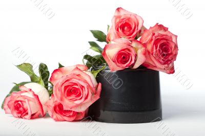 Pink Roses Piled on Pot