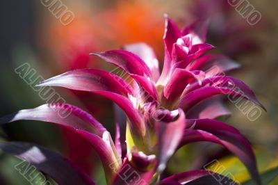purple flower in the sunlight