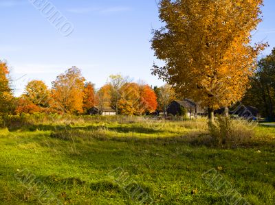 orange tree on a farm