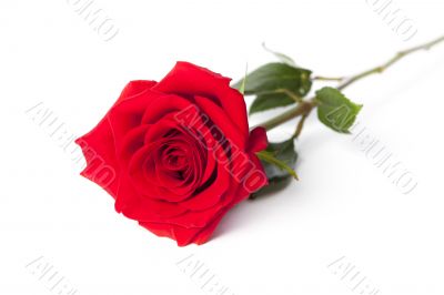 red rose diagonal