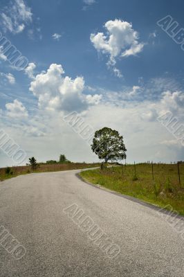 Road and Tree