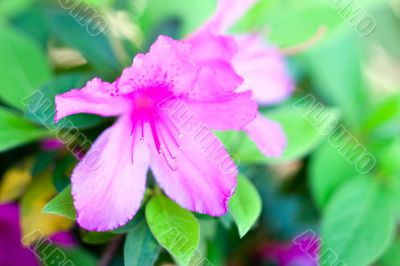 purple flower