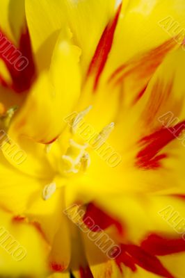 Tulip Stigma and Anthers