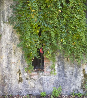 plants on a concrete wall with open window