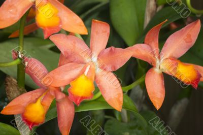 orange  orchids