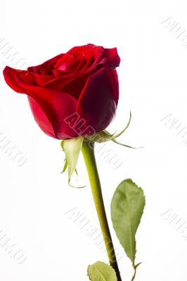 red rose standing upright