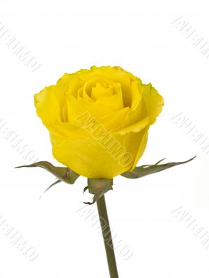 Yellow Rose on White