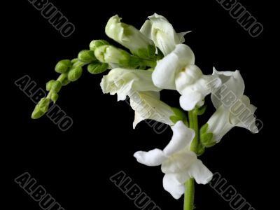 white buds on black