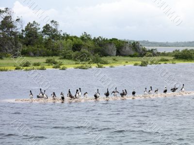 Flock of Pelicans