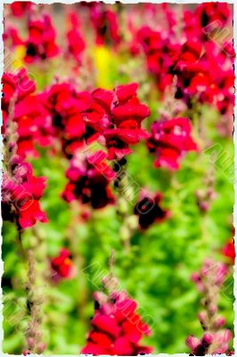 red dragonflowers