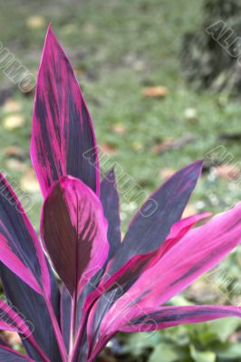 pink leaves