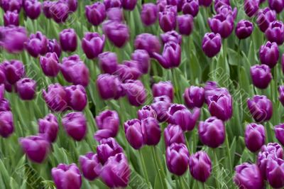 Purple Tulips caught in a breeze