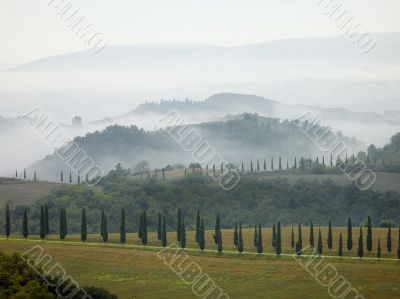 Tuscan Cypress Trees