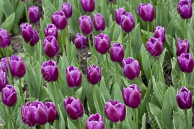 Purple Tulip Garden