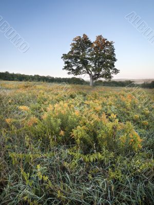 tree in meadow