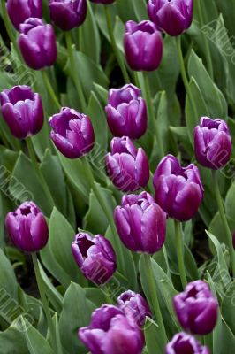 Purple Tulips in a  Garden