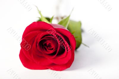 red rose lying
