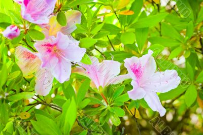 pink and white flowers