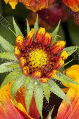 Spikey Red and Yellow Flower